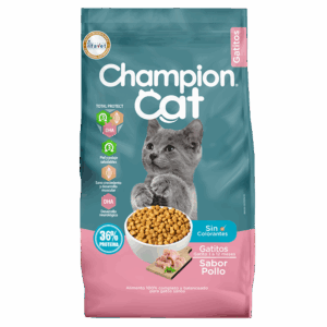CHAMPION CAT GATITOS